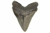 Serrated, Fossil Megalodon Tooth - South Carolina #214720-1